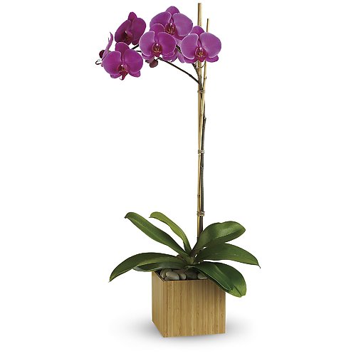 Imperial Purple Orchid