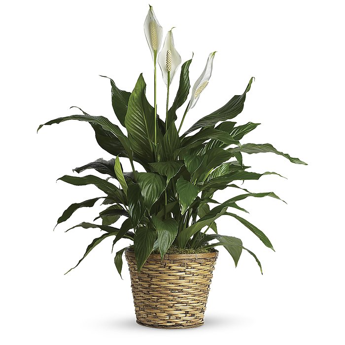 Simply Elegant Spathiphyllum (Peace Lily)