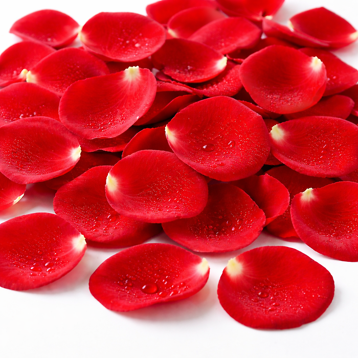 Fresh Rose Petals