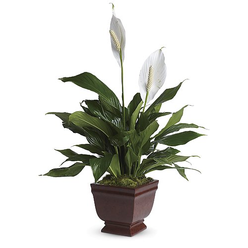 Lovely One Spathiphyllum Plant