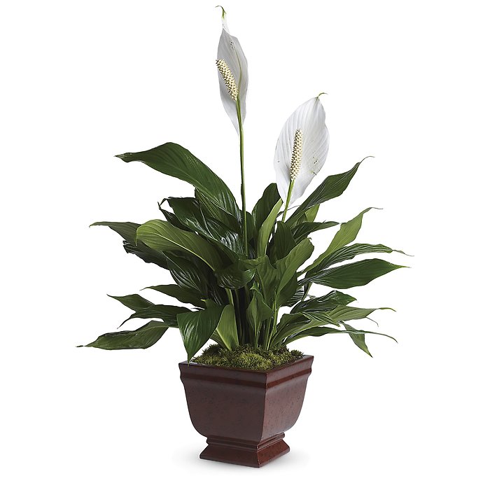 Lovely One Spathiphyllum Plant