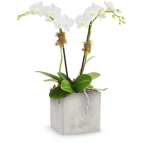 Orchid Artistry
