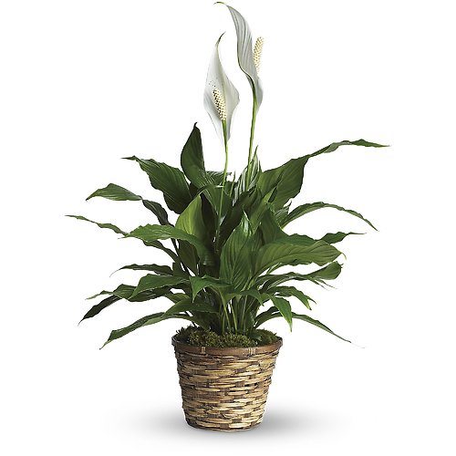 Simply Elegant Spathiphyllum (Peace Lily)
