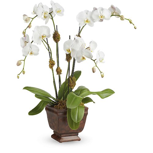 Blossoming Orchid Plant